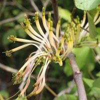 Dendrophthoe falcata (L.f.) Ettingsh.